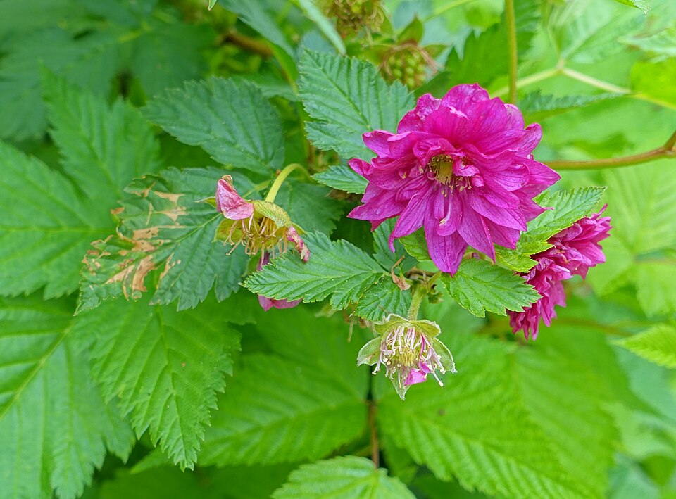 Rubus spectabilis 'Olympic Double' (Olympic Double Salmonberry)