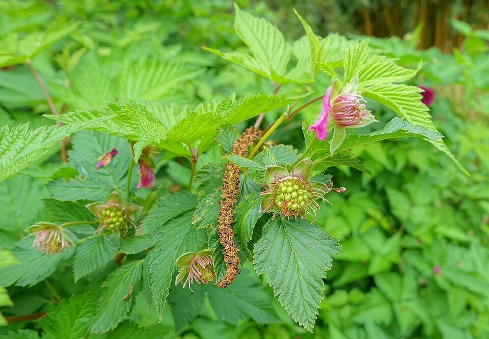 Rubus spectabilis 'Olympic Double' (Olympic Double Salmonberry) (alternate view 2)