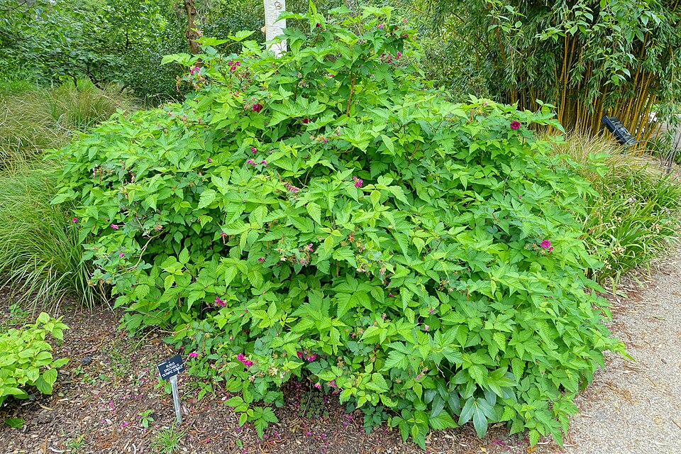 Rubus spectabilis 'Olympic Double' (Olympic Double Salmonberry) (alternate view 3)