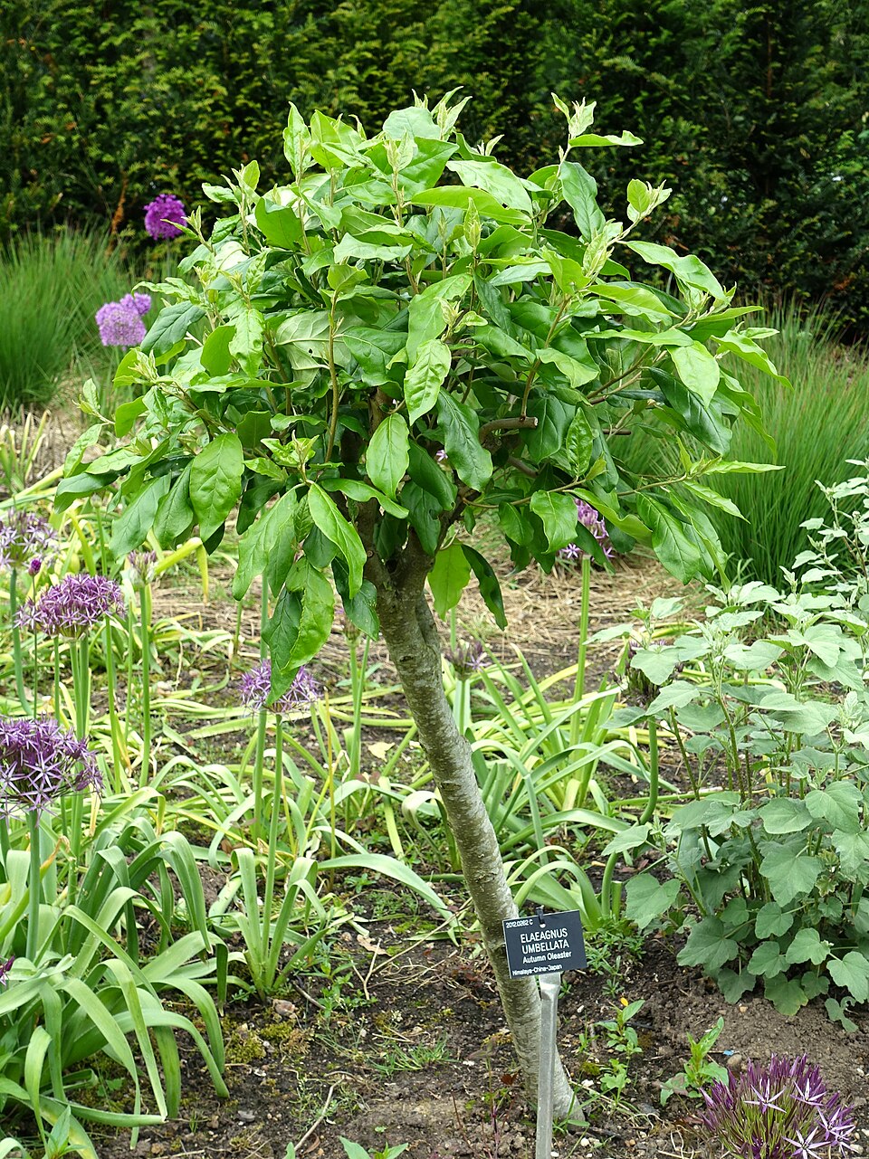 Elaeagnus umbellata (autumn olive)
