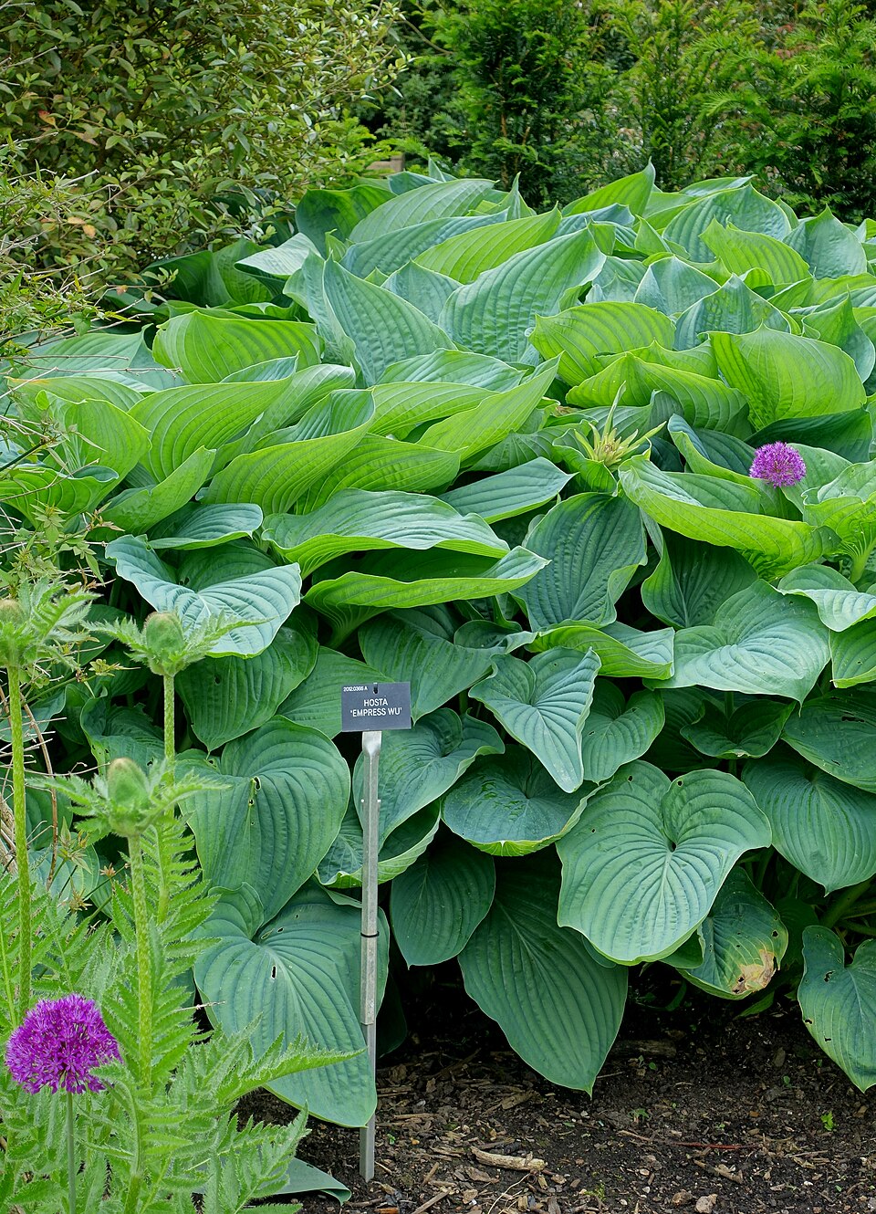 Hosta 'Empress Wu' (Empress Wu Hosta)