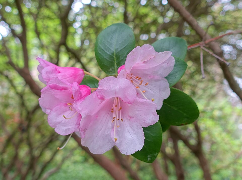 Rhododendron 'Bow Bells' (Bow Bells Rhododendron)