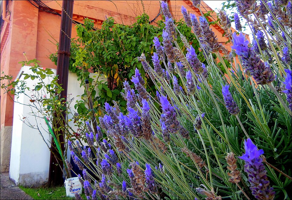 Lavandula (Lavenders) (alternate view 10)