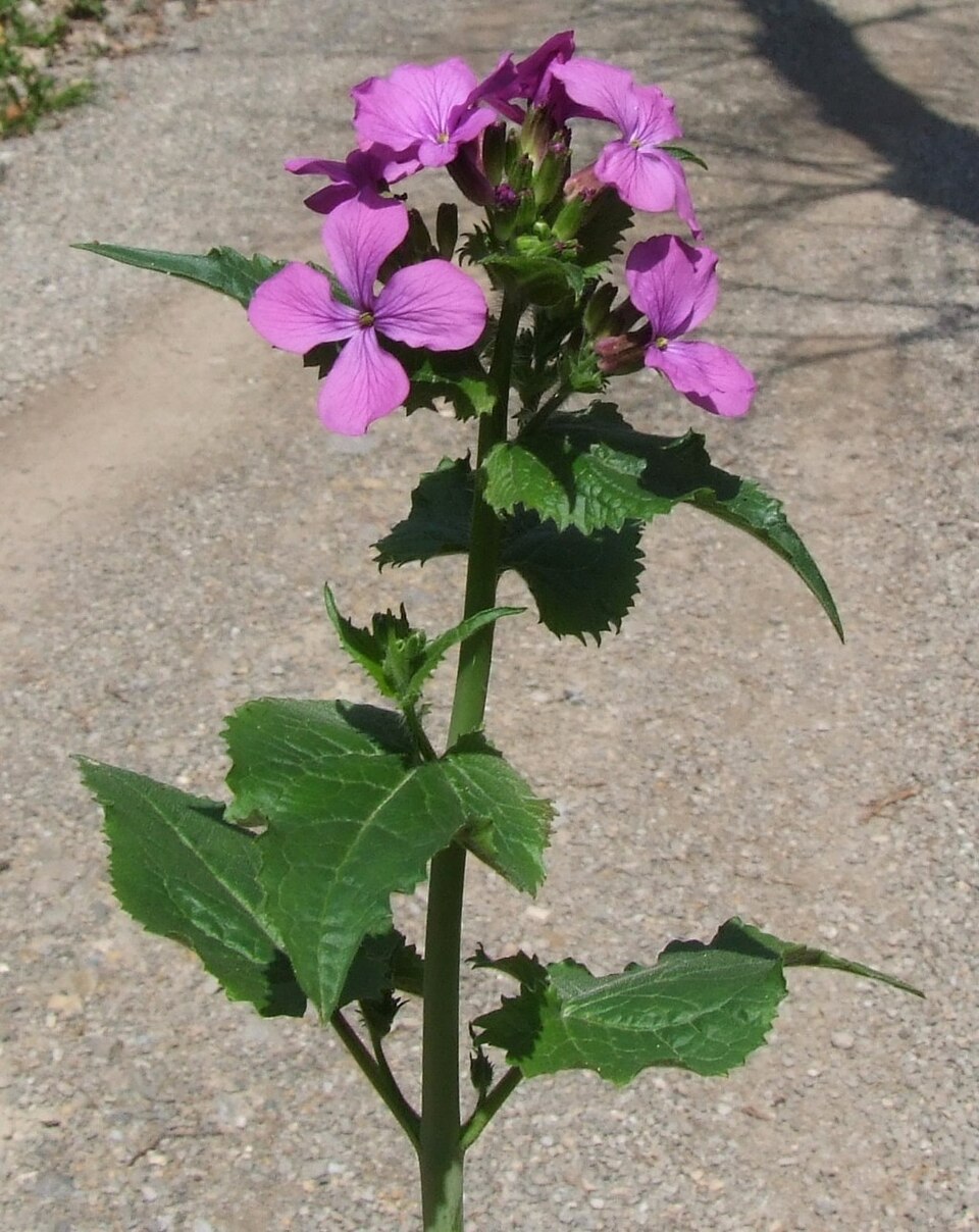 Lunaria annua (moneyplant) (alternate view 9)