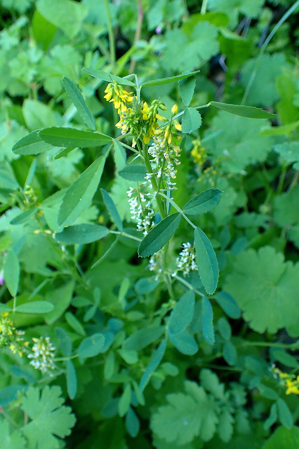 Melilotus indicus (small melilot)