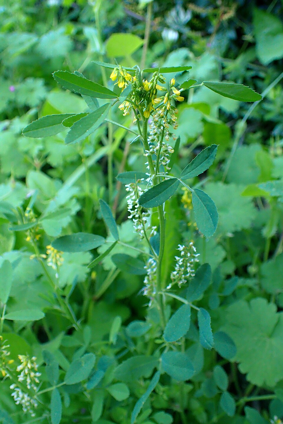 Melilotus indicus (small melilot)