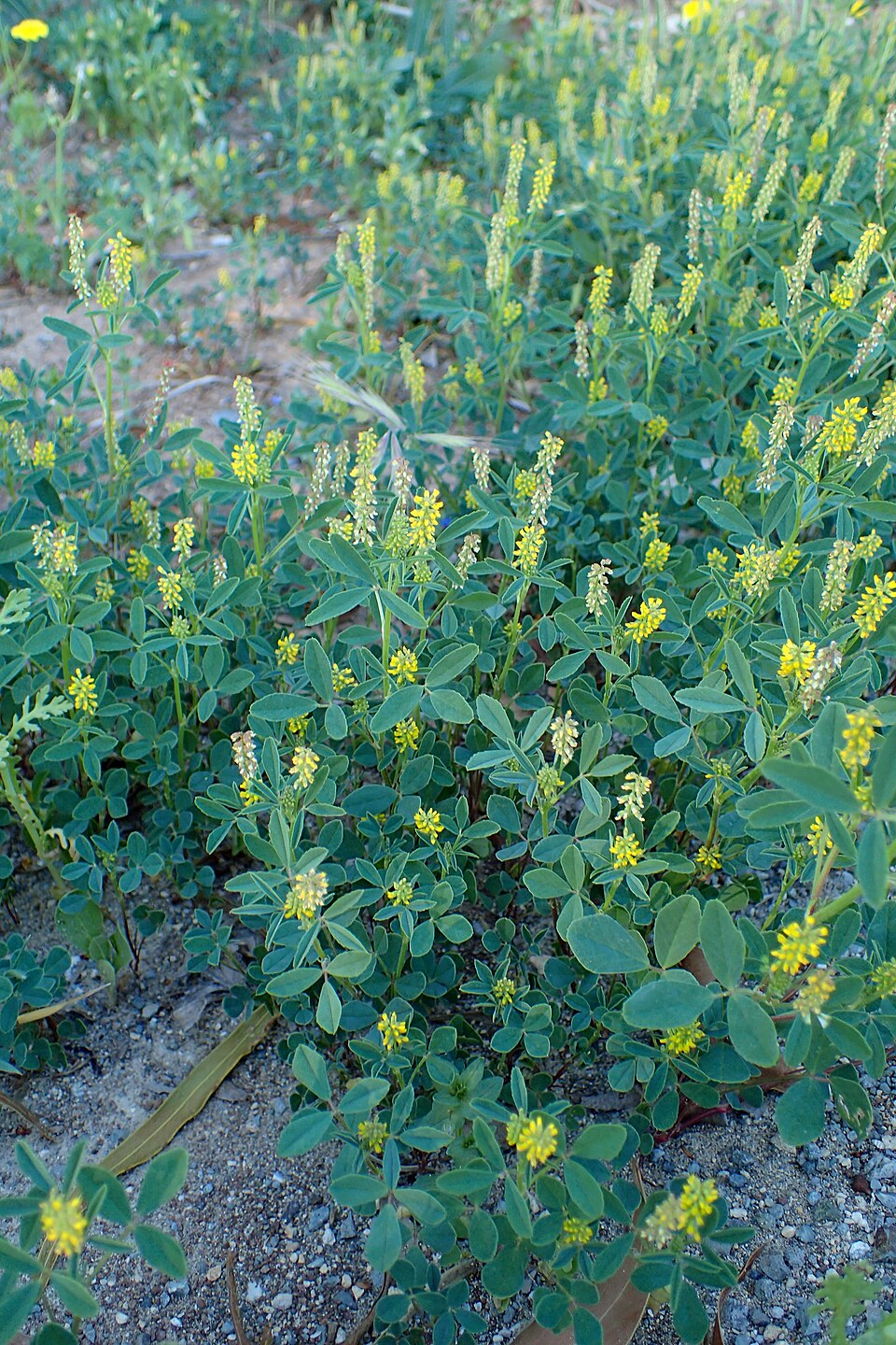 Melilotus indicus (small melilot)