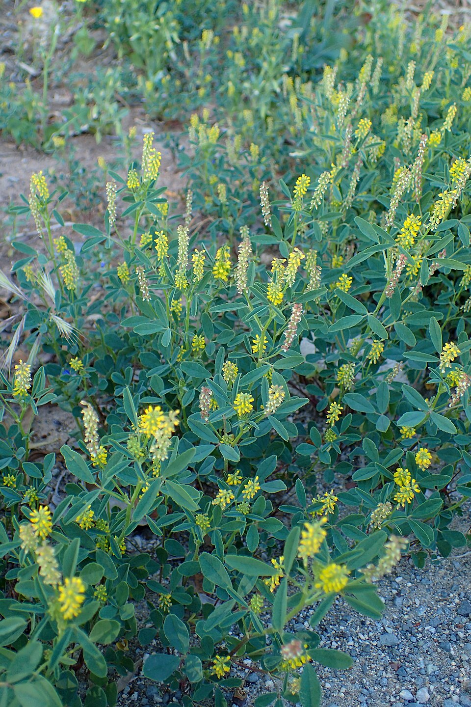 Melilotus indicus (small melilot)
