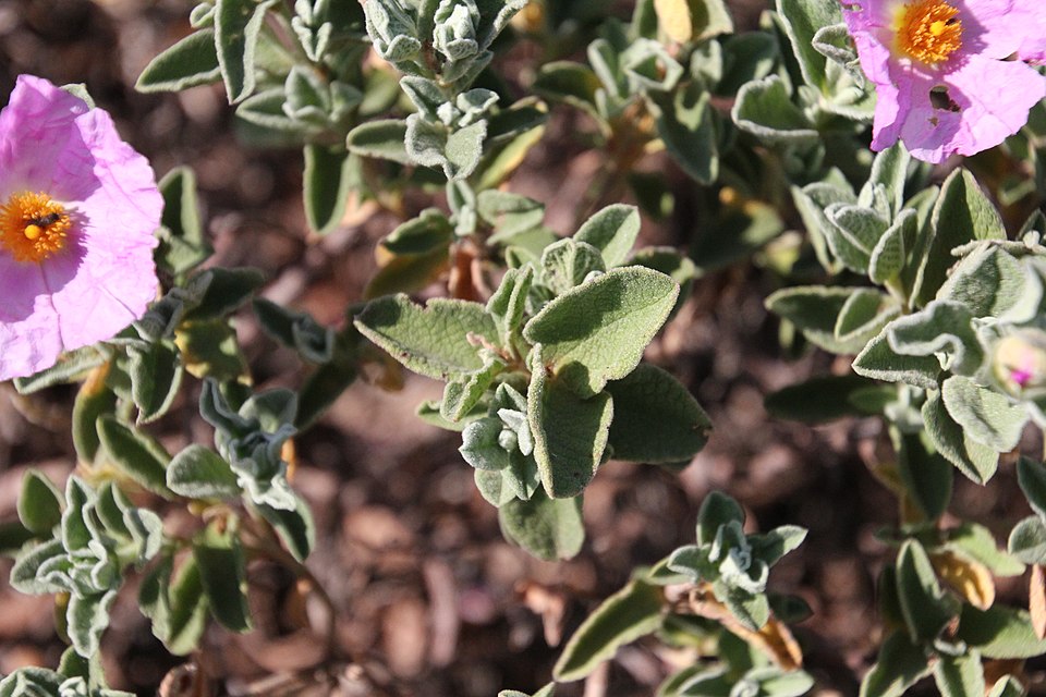 Cistus × incanus (Magenta Rockrose) (alternate view 12)