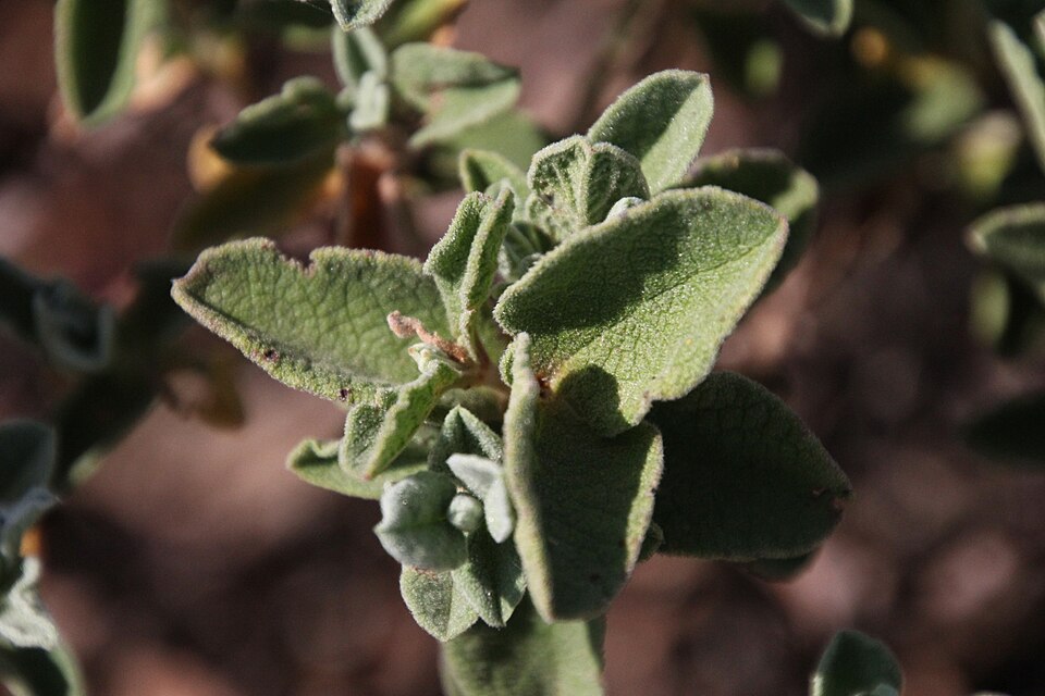 Cistus × incanus (Magenta Rockrose) (alternate view 13)
