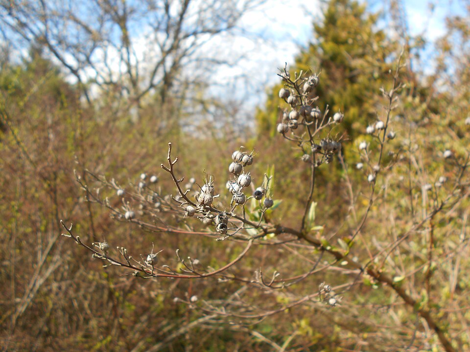 Deutzia gracilis (slender deutzia) (alternate view 7)