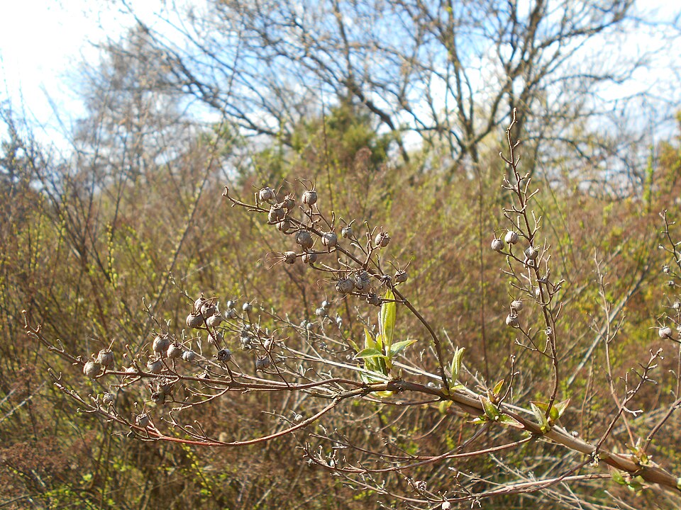 Deutzia gracilis (slender deutzia) (alternate view 8)