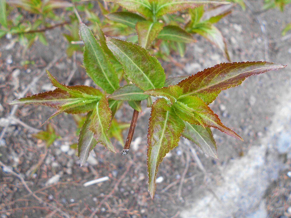 Diervilla × splendens (Bush Honeysuckle) (alternate view 2)
