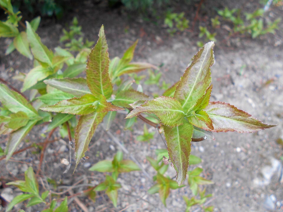 Diervilla × splendens (Bush Honeysuckle) (alternate view 3)