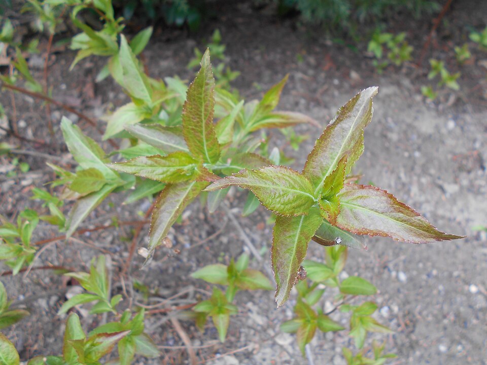 Diervilla × splendens (Bush Honeysuckle) (alternate view 4)