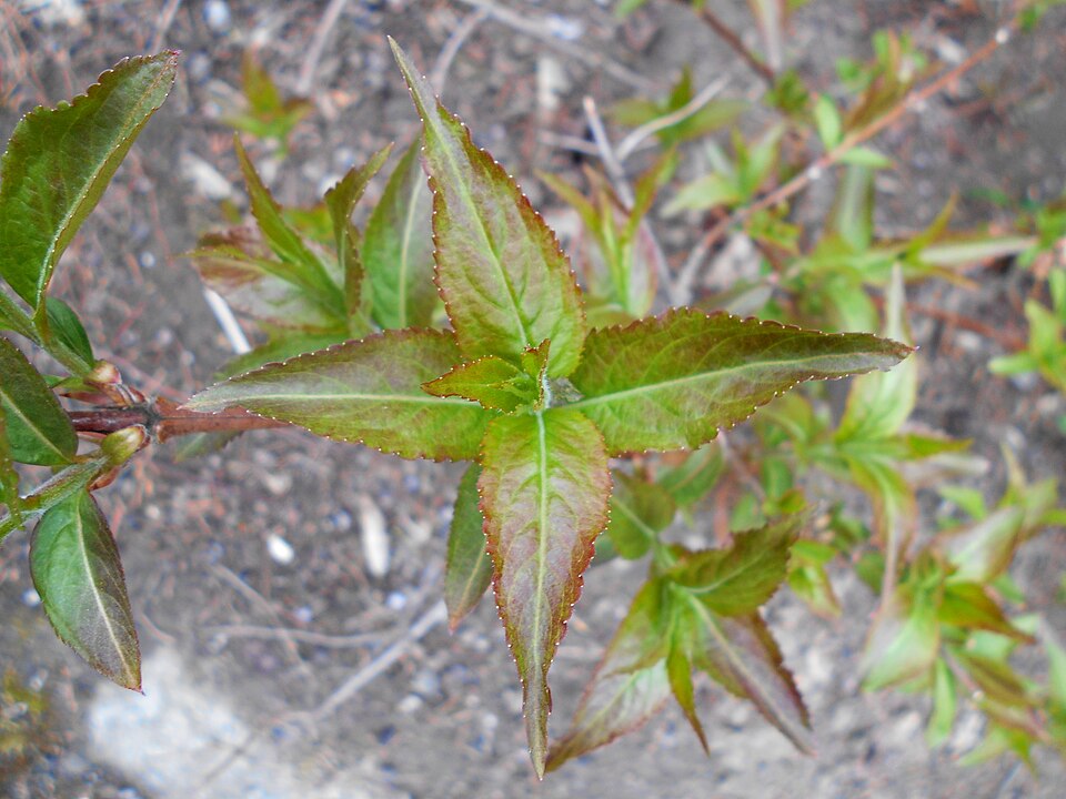 Diervilla × splendens (Bush Honeysuckle) (alternate view 5)