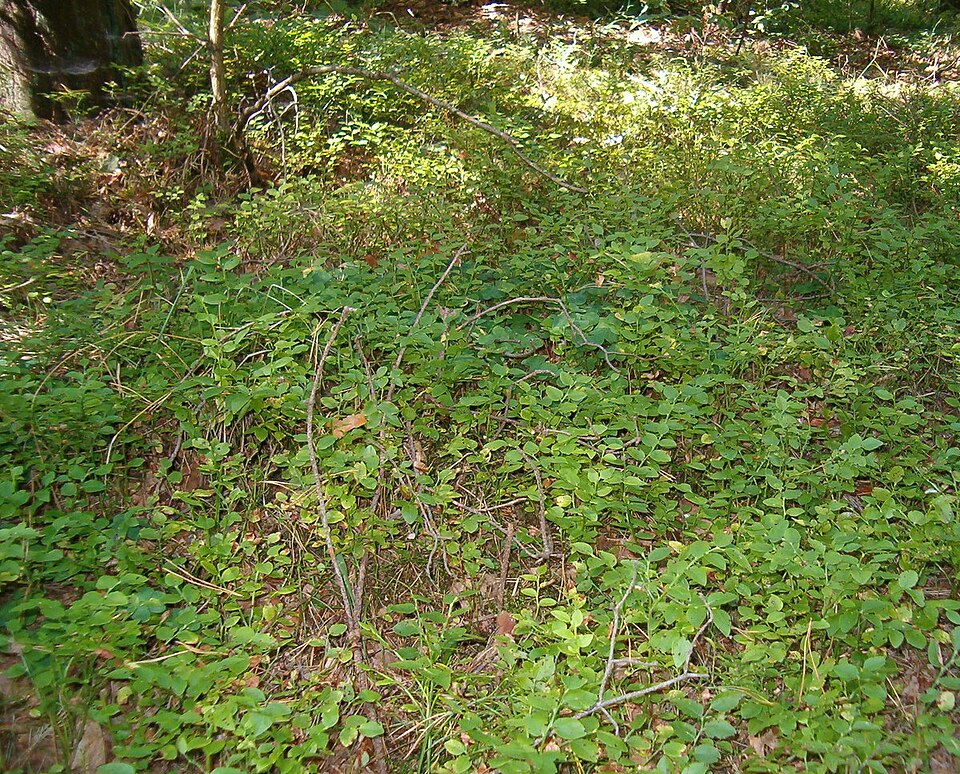 Vaccinium myrtillus (common bilberry)