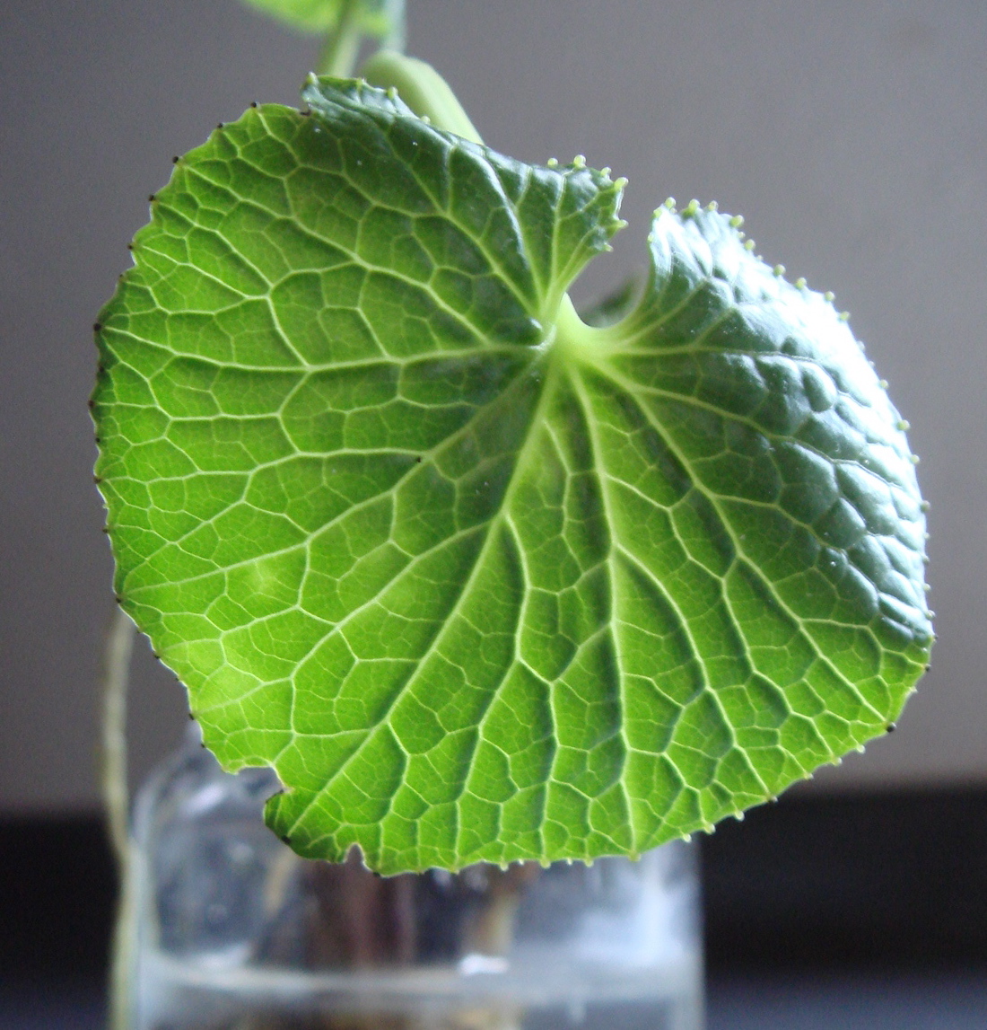 Eutrema japonicum, Wasabi — clumping semi-evergreen (Brassicaceae) (image 4 of 10)