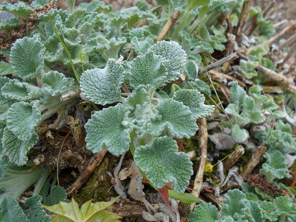 Marrubium incanum (alternate view 14)