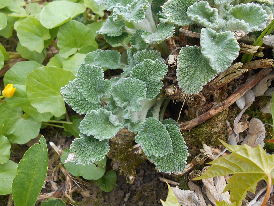 Marrubium incanum (alternate view 15)