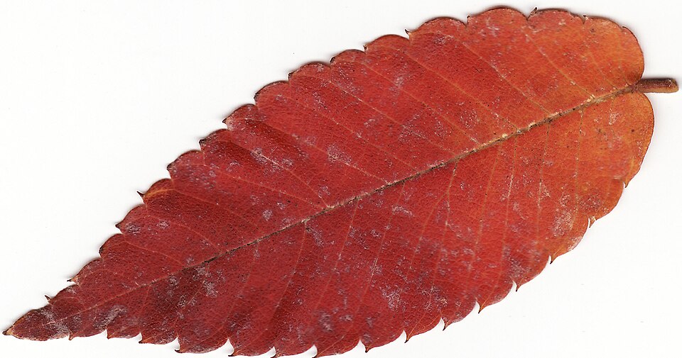 Zelkova serrata (sawleaf zelkova) (alternate view 9)