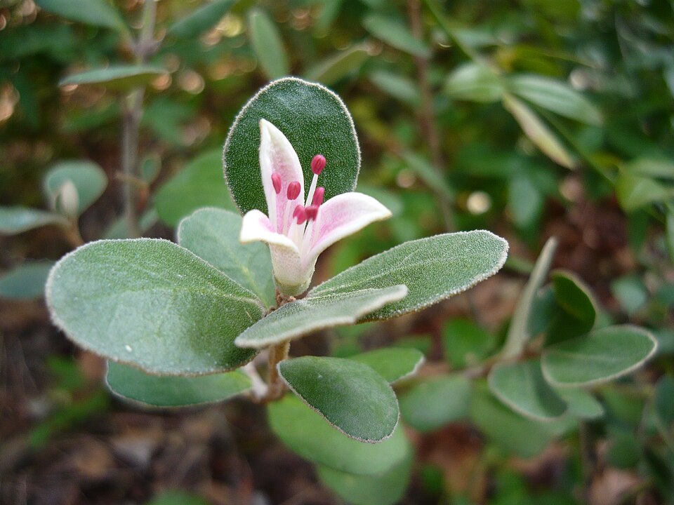 Correa alba (White Correa) (alternate view 7)