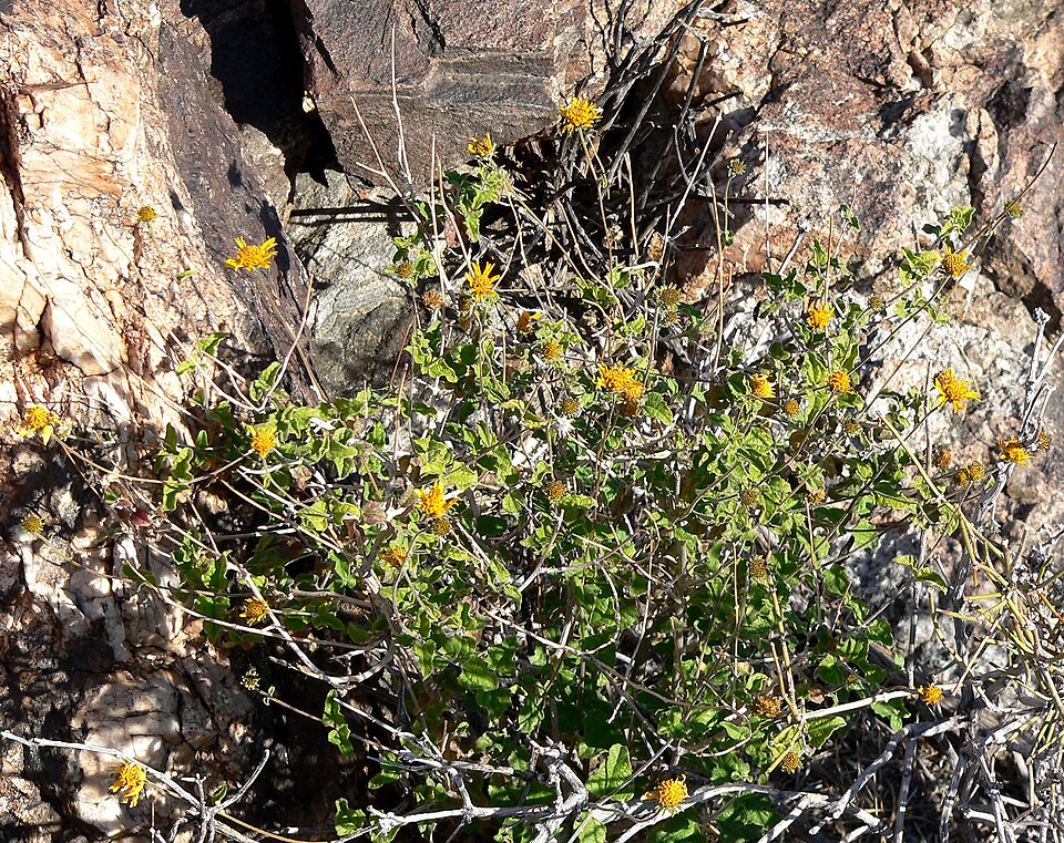 Bahiopsis parishii (Parish's Goldeneye) (alternate view 6)