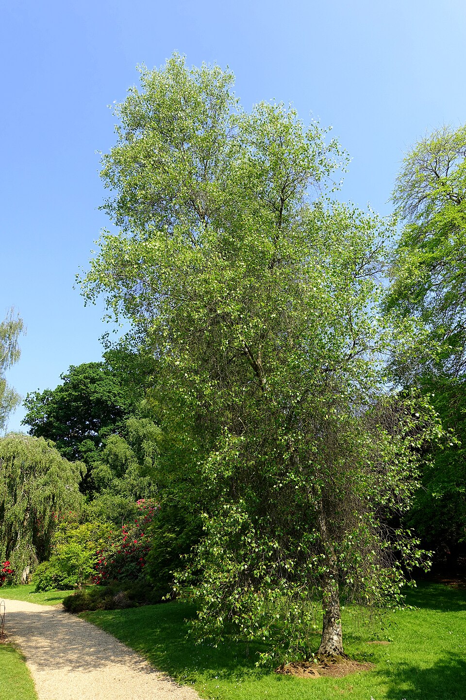 Betula populifolia (gray birch) (alternate view 8)