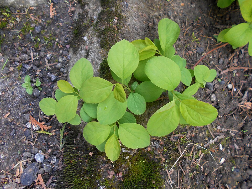 Spiraea lucida (Shinyleaf Spiraea) (alternate view 8)