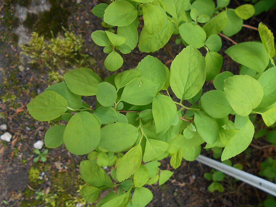Spiraea lucida (Shinyleaf Spiraea) (alternate view 9)