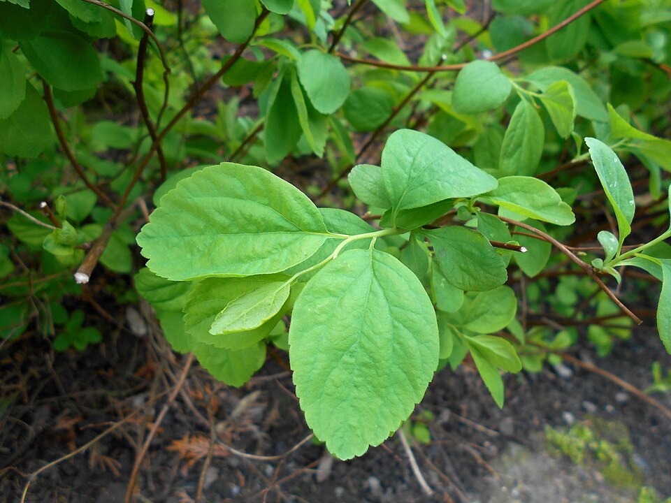 Spiraea lucida (Shinyleaf Spiraea) (alternate view 10)