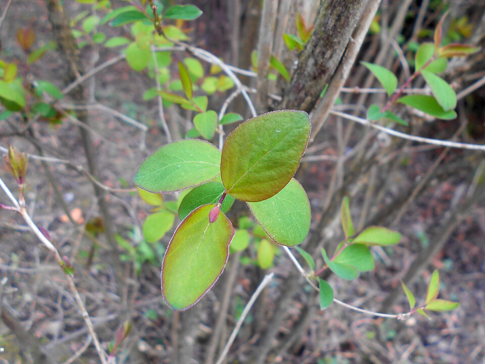 Symphoricarpos rotundifolius (Roundleaf Snowberry) (alternate view 9)