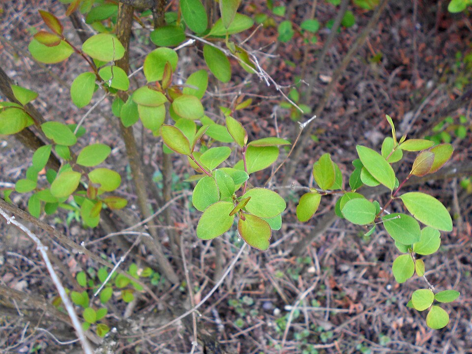 Symphoricarpos rotundifolius (Roundleaf Snowberry) (alternate view 10)