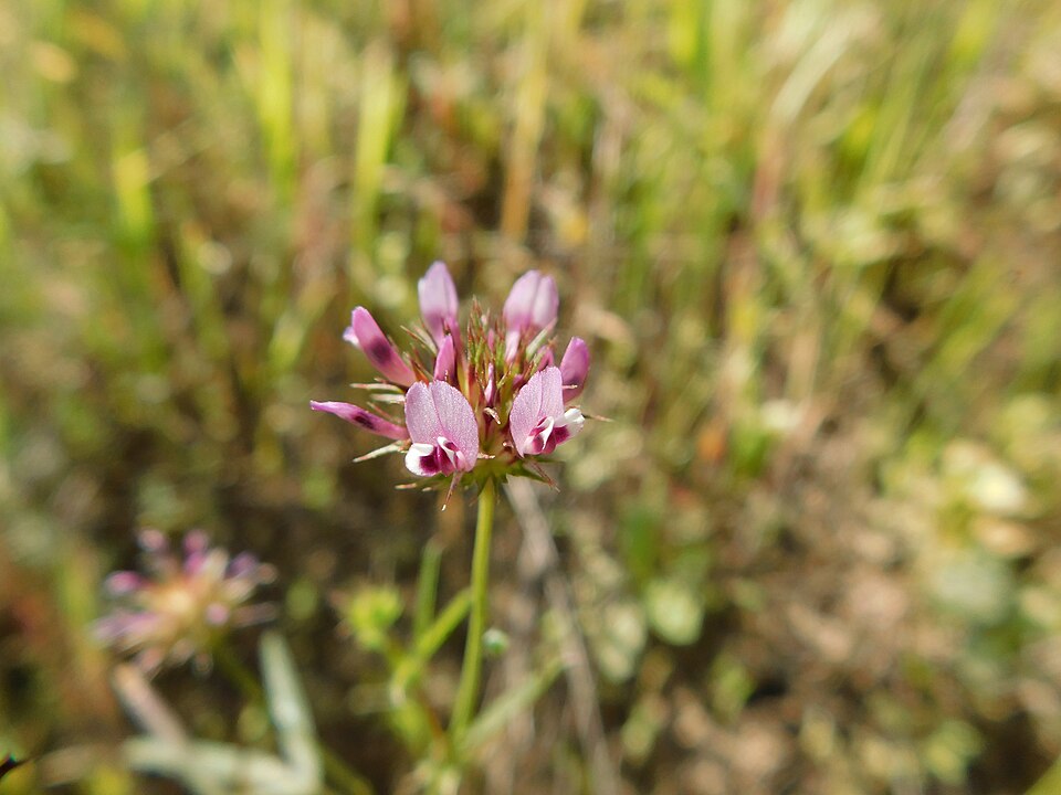 Trifolium willdenovii (tomcat clover) (alternate view 9)