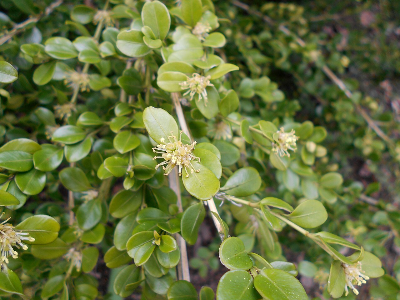 Buxus sinica, Chinese box — mounding evergreen (Buxaceae) (image 7 of 10)