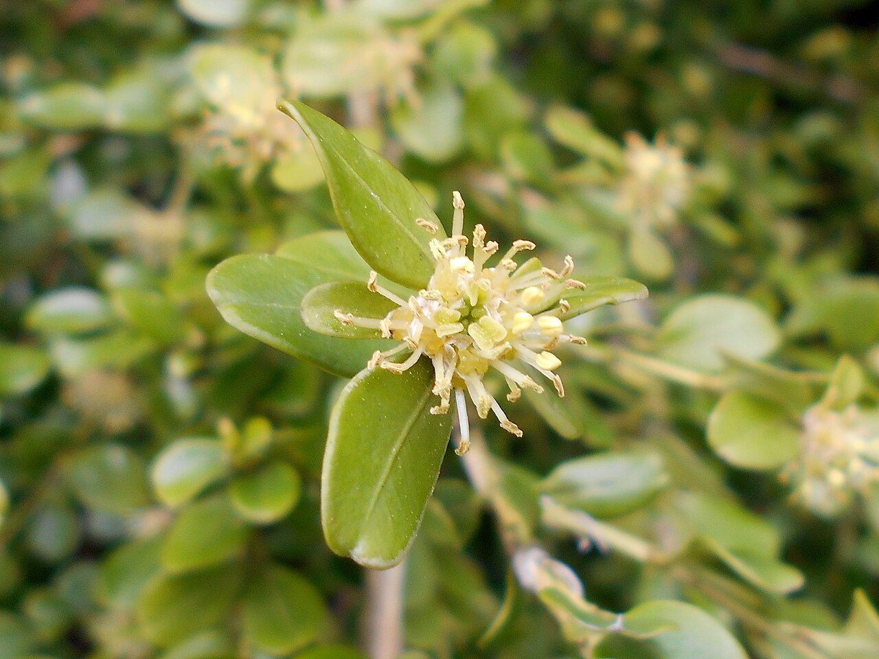 Buxus sinica, Chinese box — mounding evergreen (Buxaceae) (image 8 of 10)