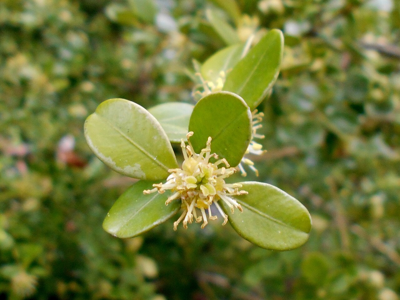 Buxus sinica, Chinese box — mounding evergreen (Buxaceae) (image 9 of 10)