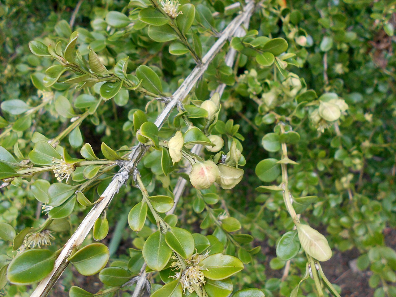 Buxus sinica, Chinese box — mounding evergreen (Buxaceae) (image 10 of 10)