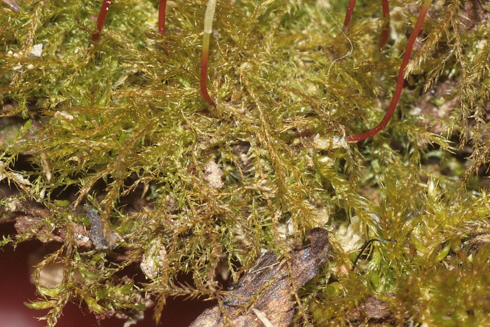 Amblystegium serpens (creeping feather-moss)