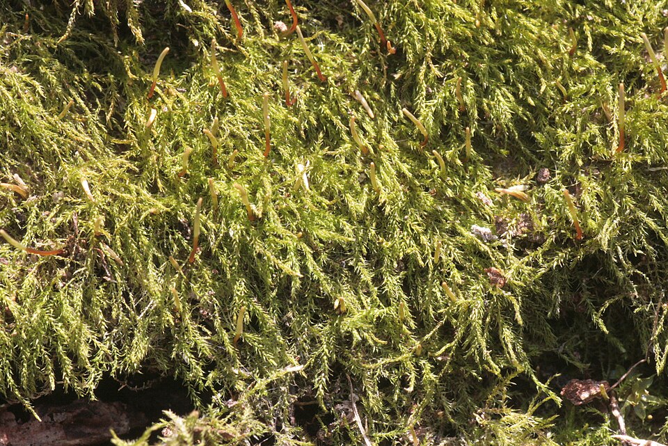 Amblystegium serpens (creeping feather-moss)