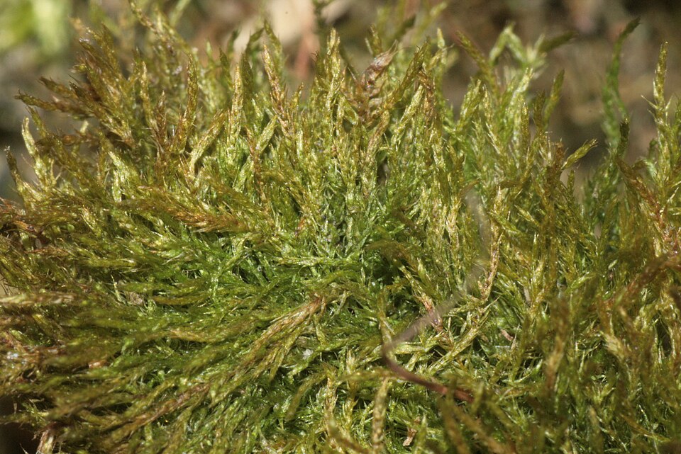 Amblystegium serpens (creeping feather-moss)