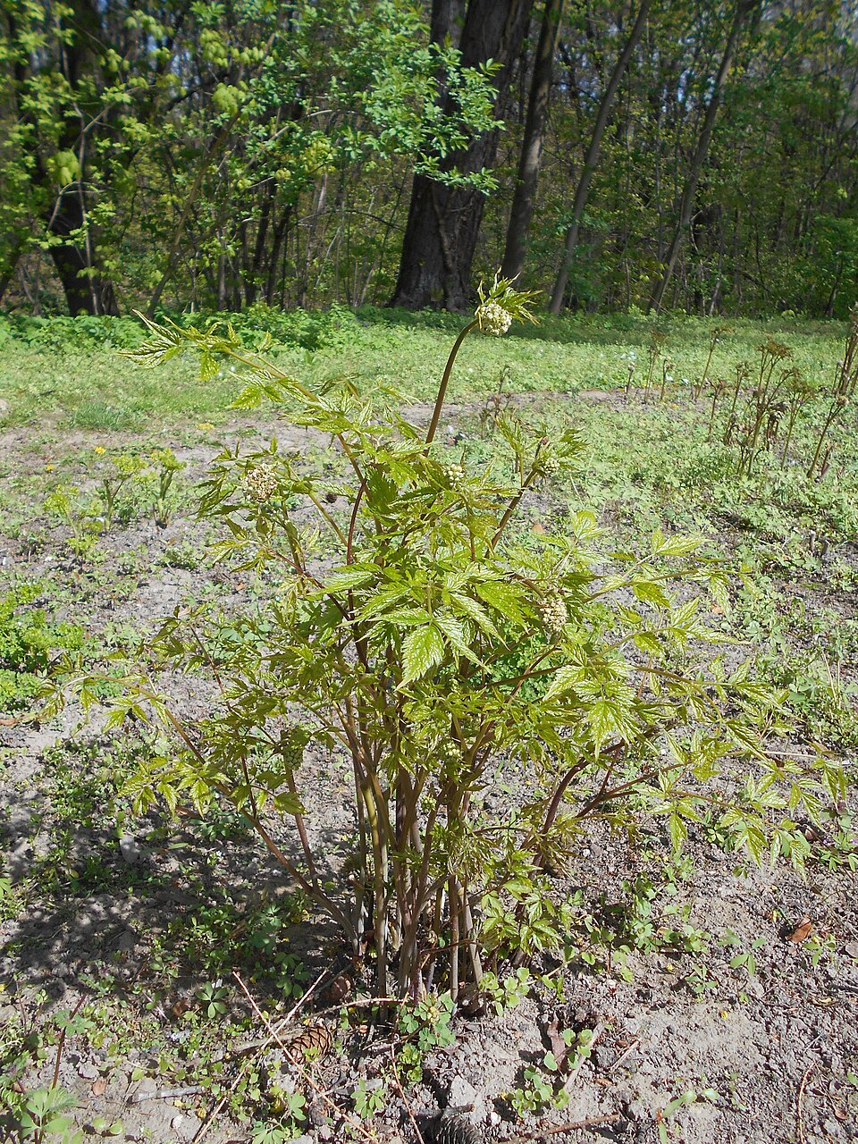 Actaea rubra (red baneberry)