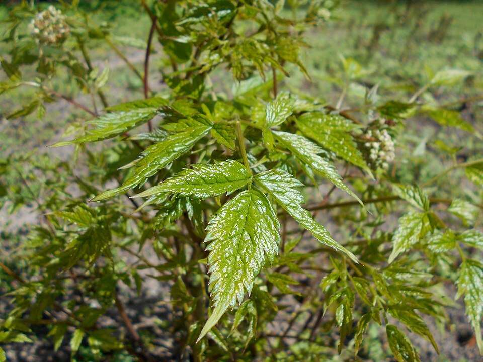 Actaea rubra (red baneberry)