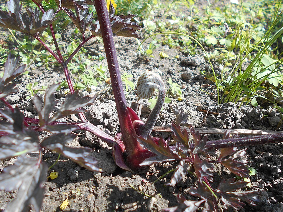 Actaea simplex 'Black Negligee' (Black Negligee Bugbane) (alternate view 2)
