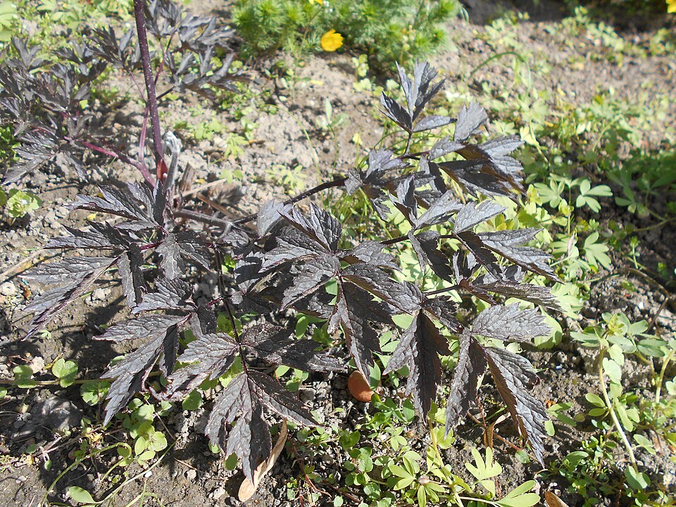 Actaea simplex 'Black Negligee' (Black Negligee Bugbane) (alternate view 4)