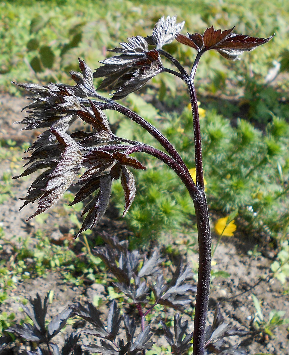 Actaea simplex 'Black Negligee' (Black Negligee Bugbane) (alternate view 5)