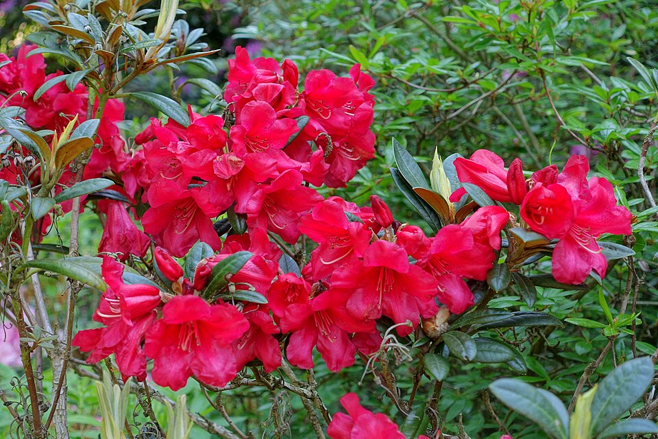 Rhododendron 'Fred Peste' (Fred Peste Rhododendron)