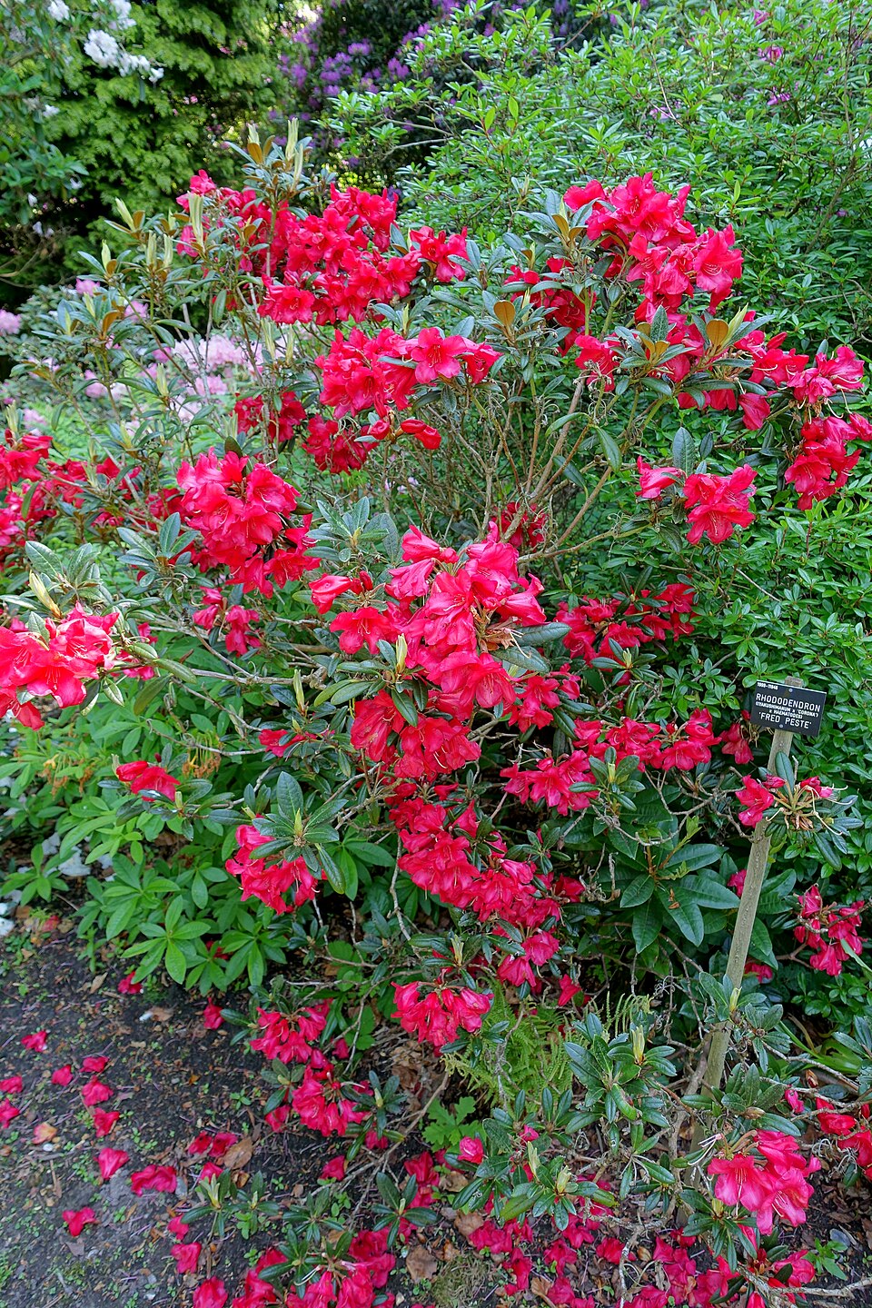 Rhododendron 'Fred Peste' (Fred Peste Rhododendron) (alternate view 2)