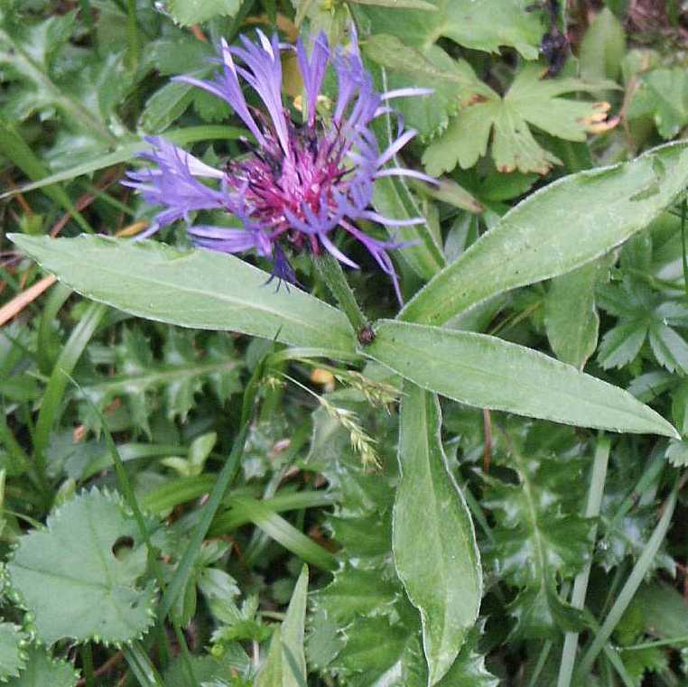 Centaurea montana (Perennial Cornflower)