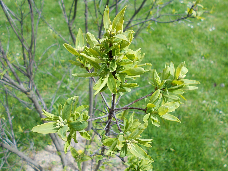 Daphne caucasica (Caucasian Daphne) (alternate view 5)
